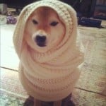 Shibe Wrapped in a Blanket