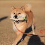 Shibe With a Carrot