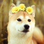 Shibe With a Flower Halo
