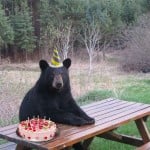 Bear Wearing a Party Hat
