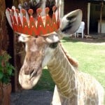 Giraffe Wearing a Party Hat
