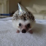 Hedgehog Wearing a Party Hat