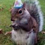 Squirrel Wearing a Party Hat