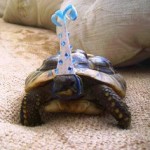 Turtle Wearing a Party Hat