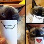 Cats With Paper Smiles