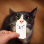 Cats With Paper Smiles