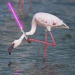 Flamingo With A Lightsabers
