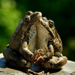 Frogs Hugging