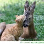 Kitten Hugging a Deer