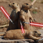 Prairie Dogs With Lightsabers