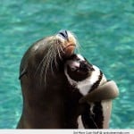 Seal Hugging a Penguin