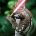 Sloth With A Lightsaber
