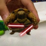 Turtle With A Lightsaber