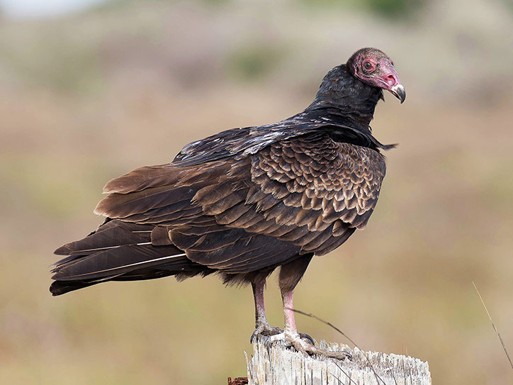 Extraordinary Birds: Take a Peek into December's Bird Journal