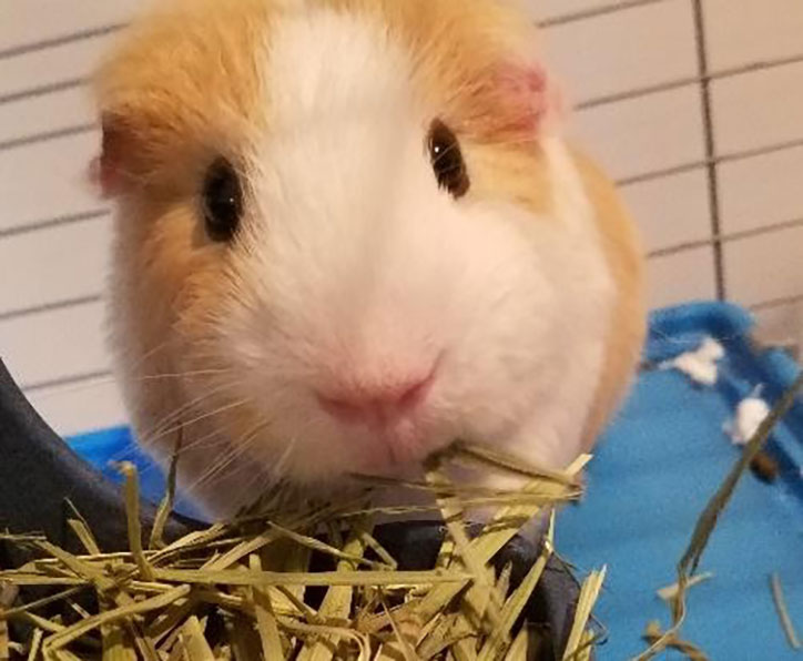 Closeup photo of Ajax, pet guinea pig to author Elly Swartz and her son