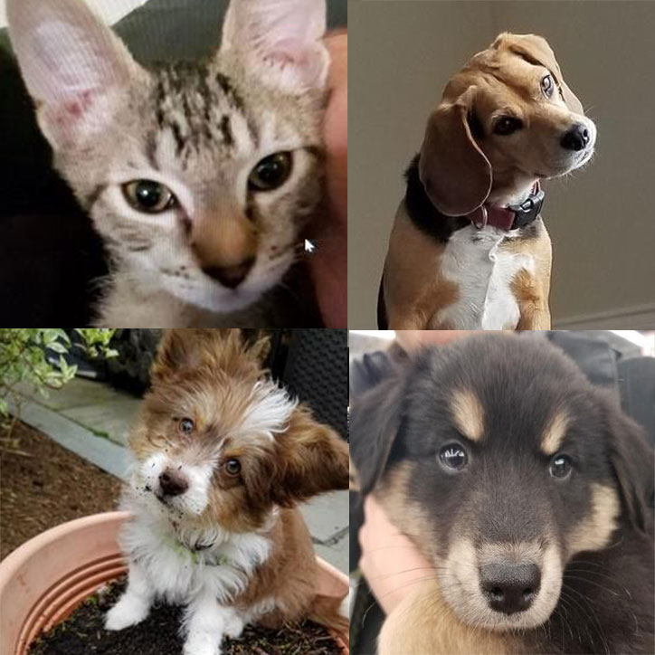 Photos of Elly Swartz's pets - one kitten and three dogs