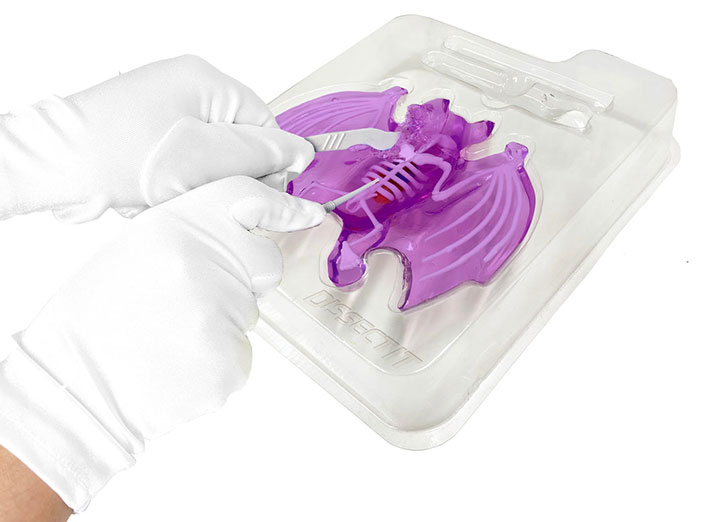 Product photo of Dissect-It Bat Lab Kit